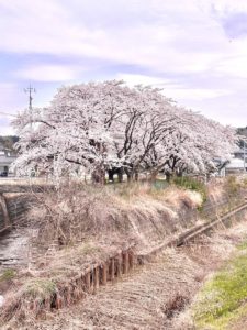 ?4月にはいりました?