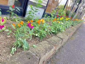 🌺花壇の植え替えをしました🌺